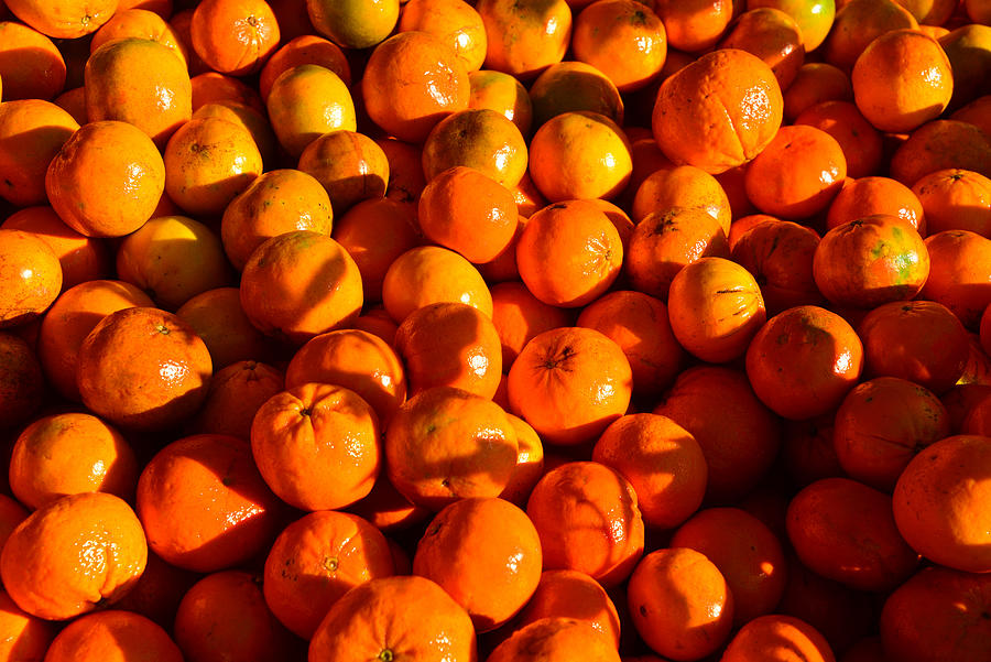 Navel Orange Harvest Photograph by David Lee Thompson