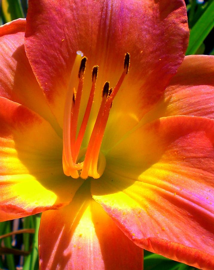 Nature Photograph - Tangerine Lily by Cynthia Daniel