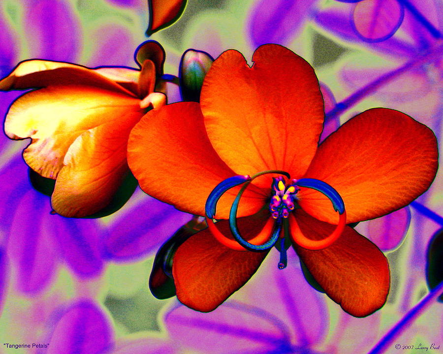 Tangerine Petals Digital Art by Larry Beat
