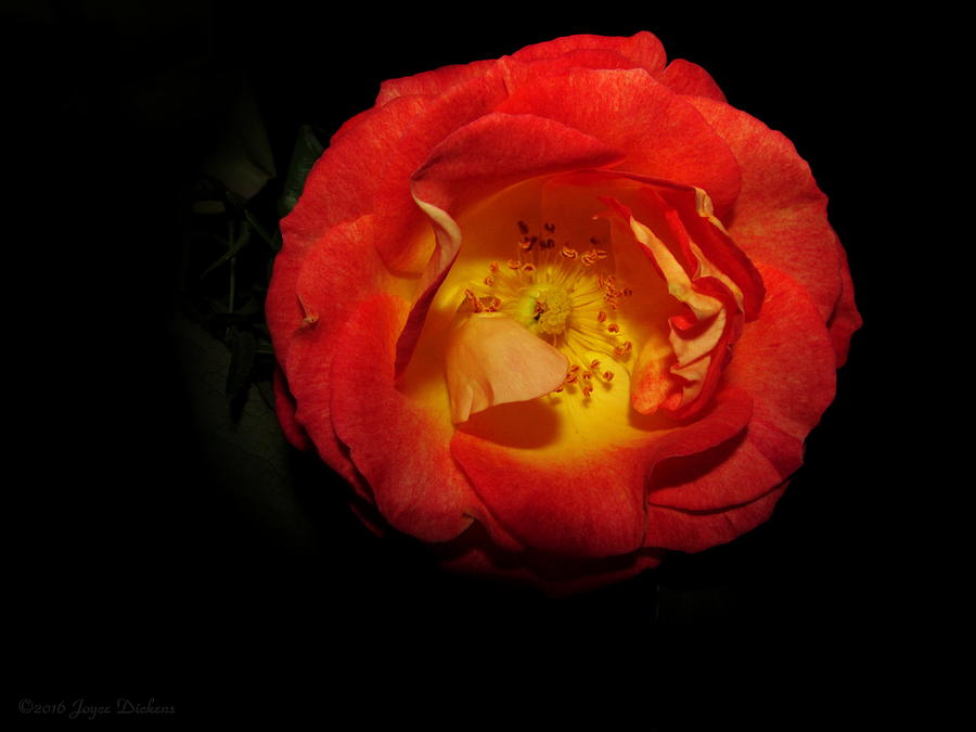 Tangerine Rose Photograph by Joyce Dickens