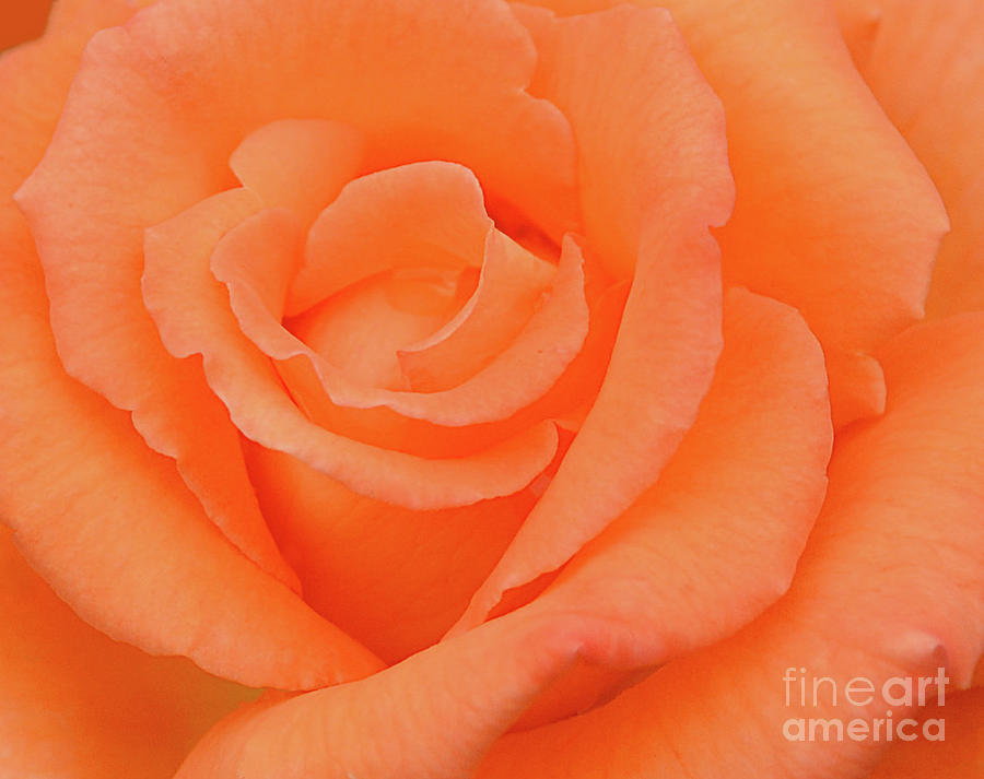 Tangerine Rose No.73 Photograph by Ron Long