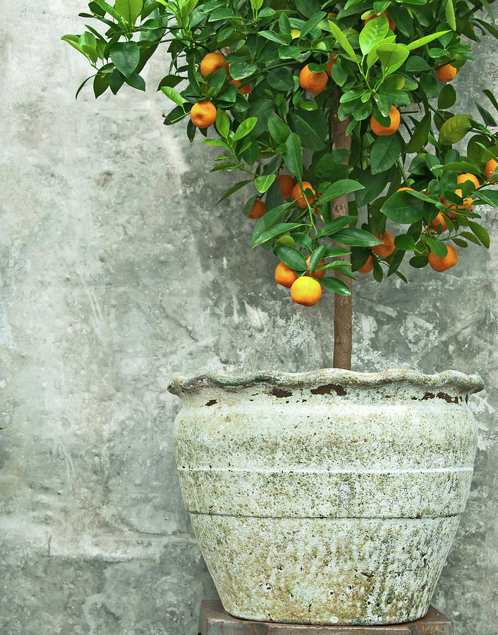 Nature Photograph - Tangerine tree in old clay pot by GoodMood Art