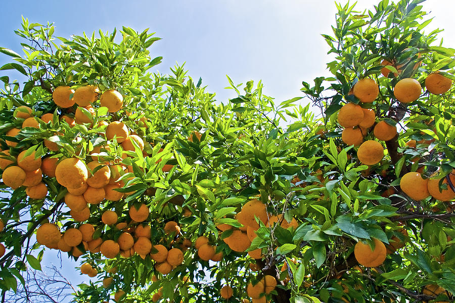 Tangerine Tree sat Pilgrim Place in Claremont-California Photograph by ...