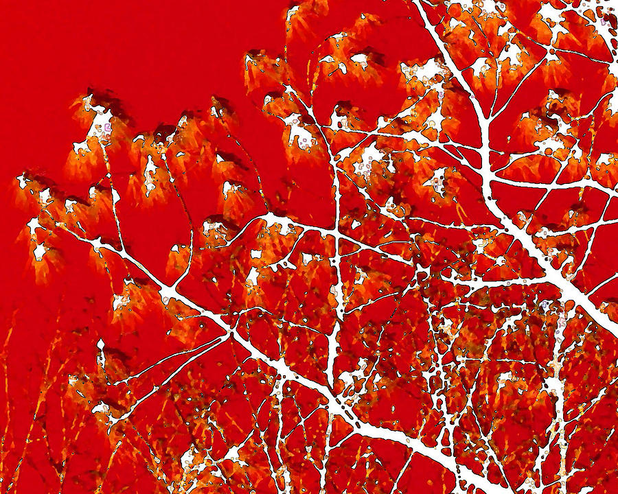 Abstract Photograph - Tangerine Tree by Tracy Daniels