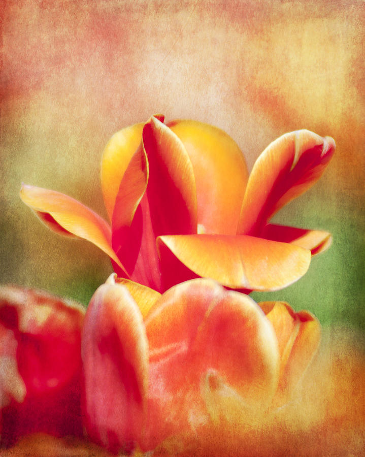 Tangerine Tulip Sorbet Photograph