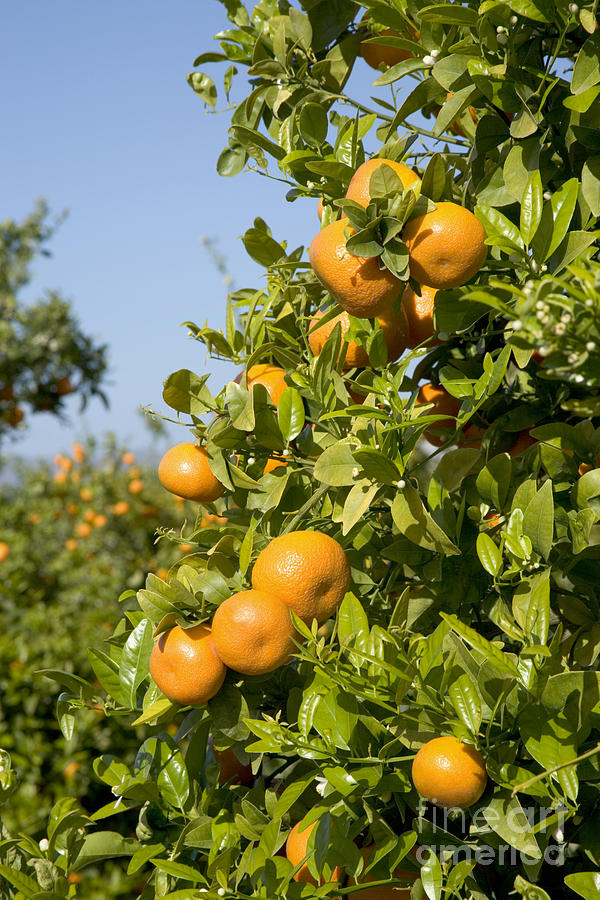 Fruit Photograph - Tangerines On A Tree Branch by Inga Spence