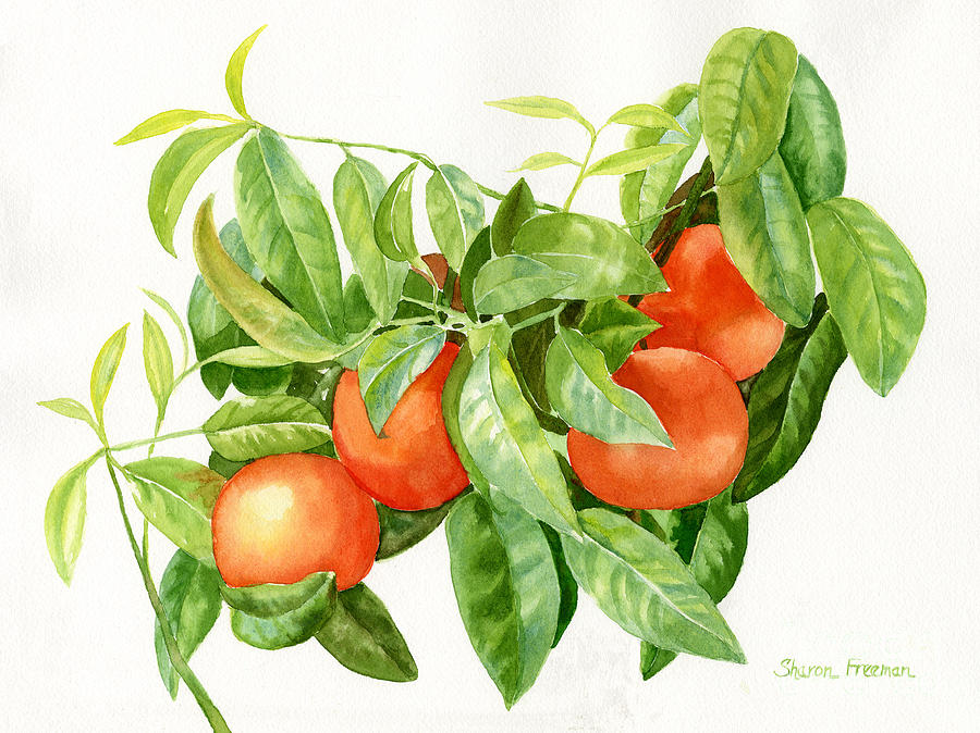Tree Painting - Tangerines with Leaves by Sharon Freeman