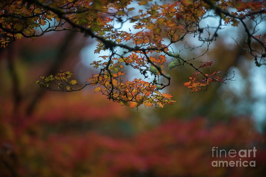 Tangled Branches of Autumn Further Photograph by Mike Reid