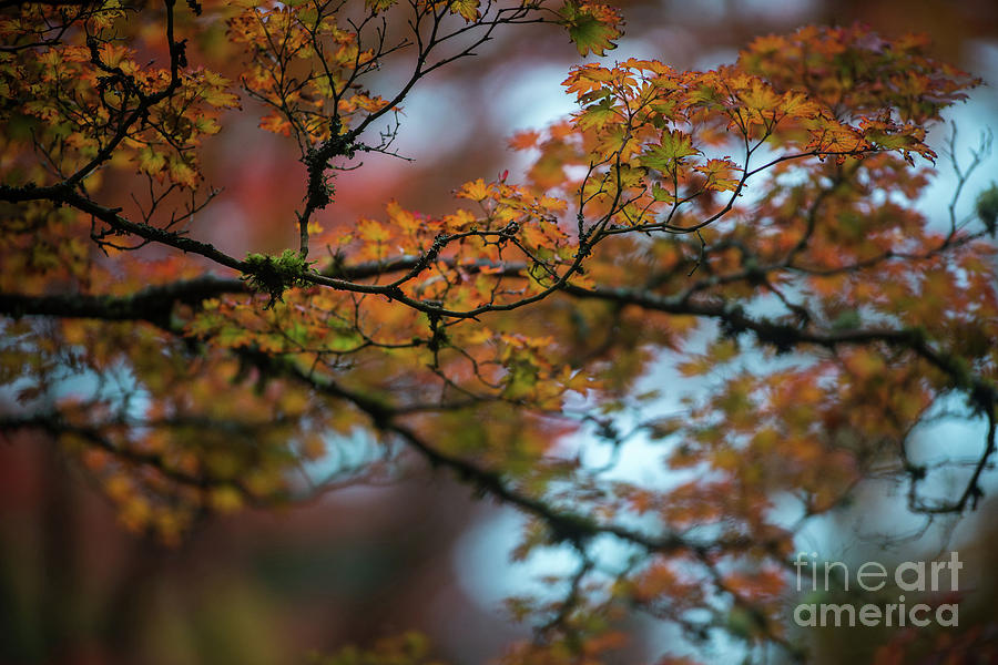 Tangled Branches of Autumn Photograph by Mike Reid
