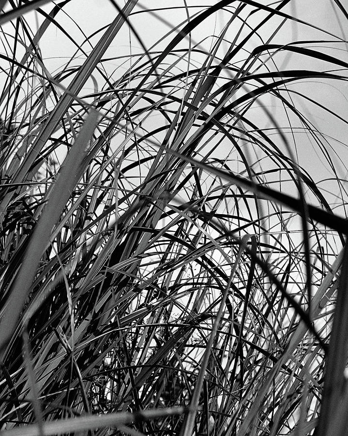 Tangled Grass Photograph by Sue Capuano