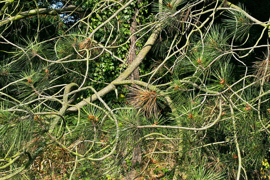 Tangled Pine Photograph