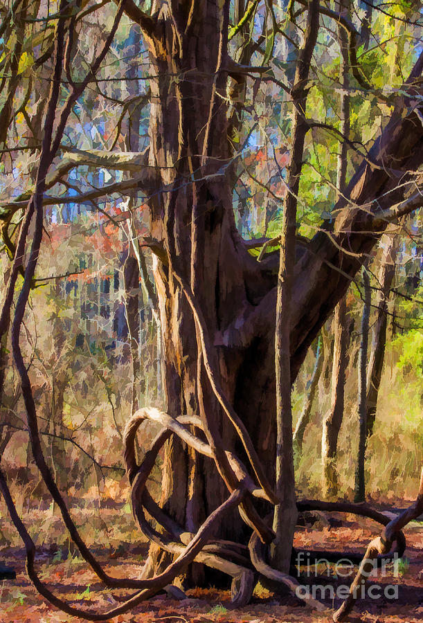 Tangled Vines On Tree Photograph