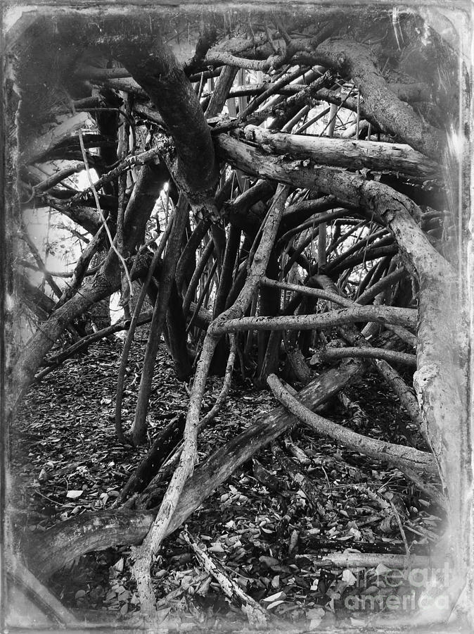 Tangled Roots Photograph