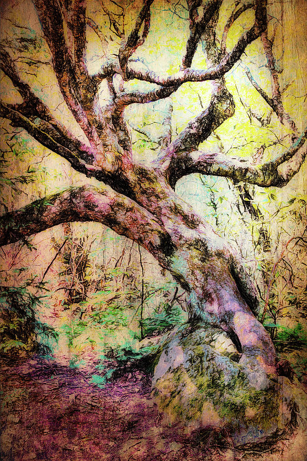 Tangled Tree FX Photograph by Dan Carmichael