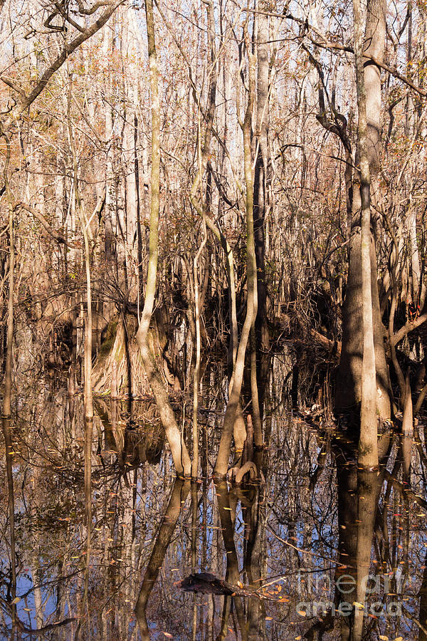 Tangled Trees in the Swamp at Waccamaw River Park Photograph by MM Anderson