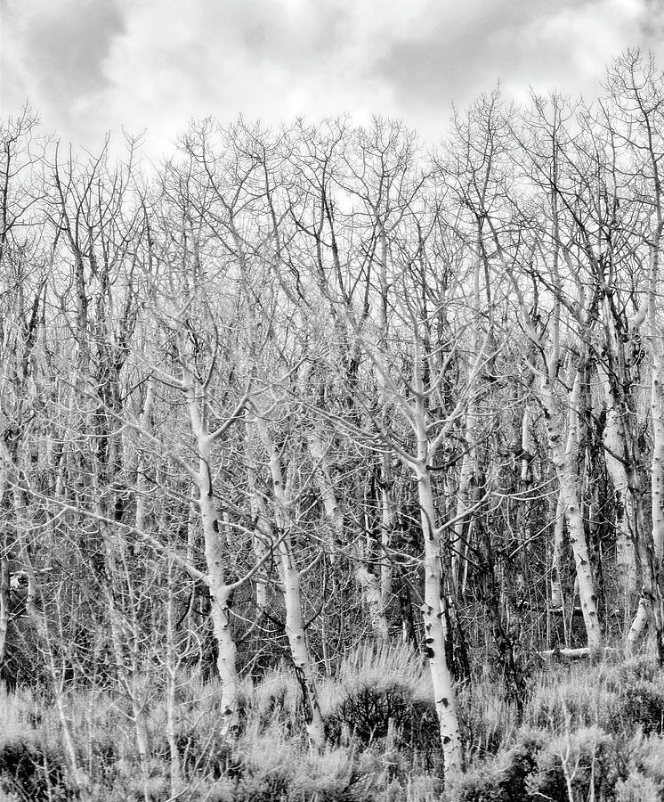 Tangled Trees No. 3-1 Photograph by Sandy Taylor