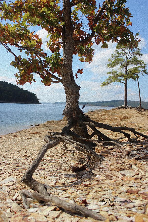 Tangled Twist Photograph by Felipe Gomez Fine Art America