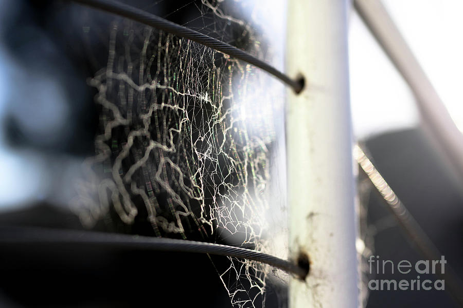 Tangled Web We Weave Photograph by Kip Krause