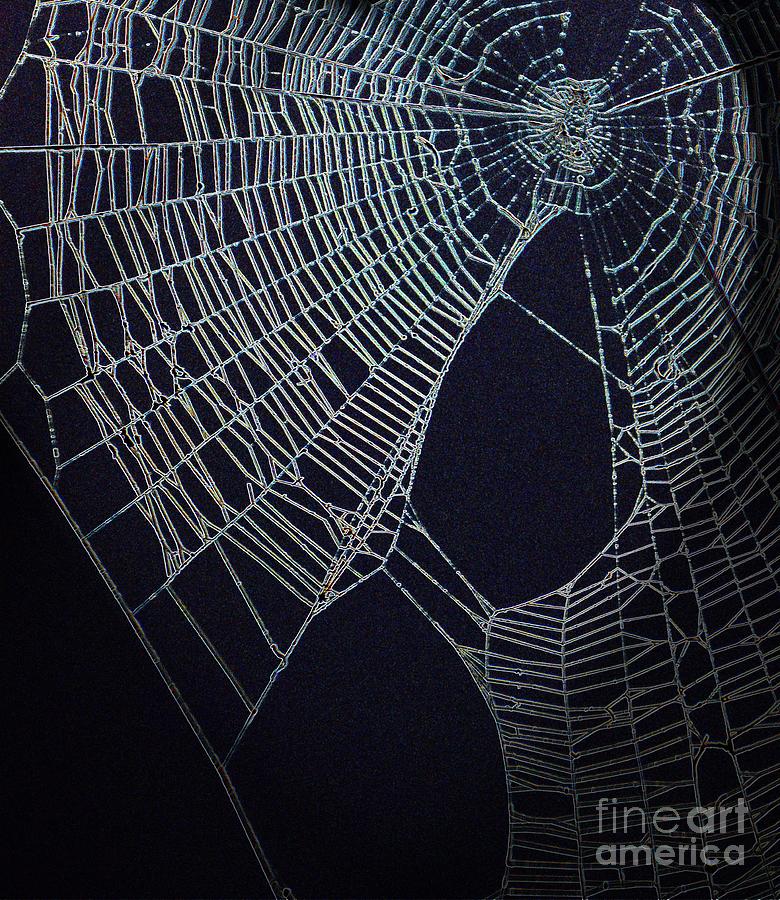 Tangled Webs Photograph by Cindy Manero