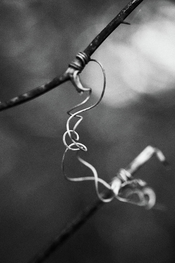 Tangles Photograph by Stephen Russell Shilling