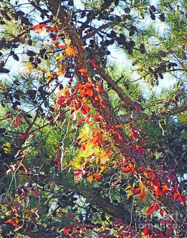 Tanglewood Autumn Flora Photograph by Lizi Beard-Ward
