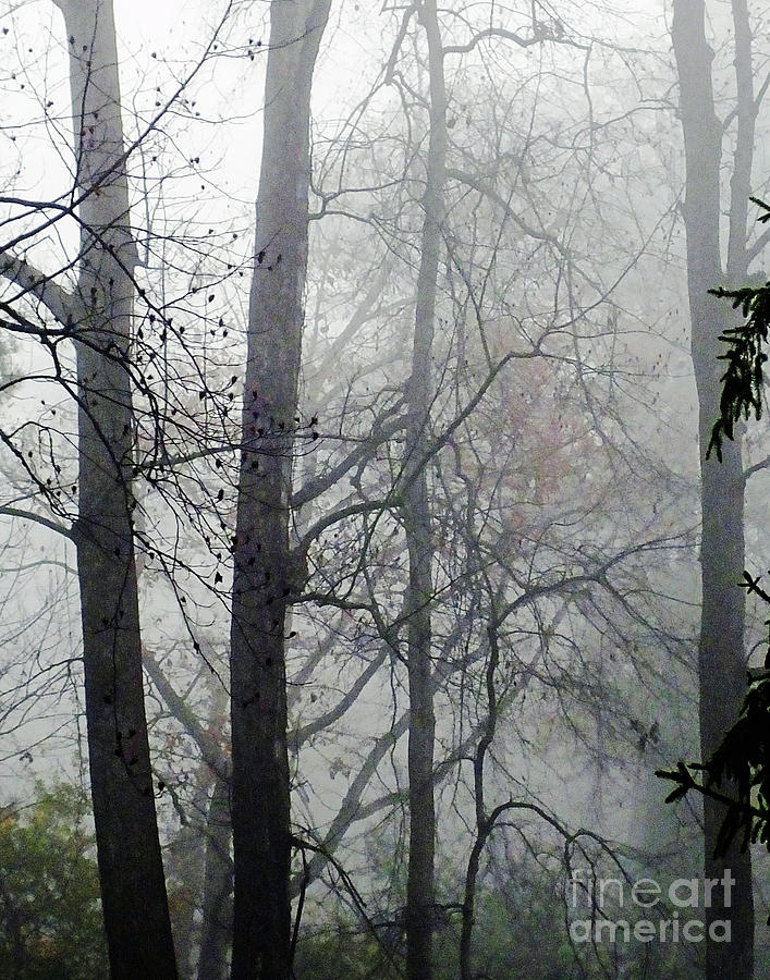 Tanglewood Fog Photograph by Lizi Beard-Ward