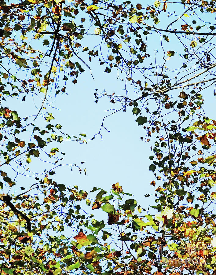 Tanglewood Leaves Photograph by Lizi Beard-Ward