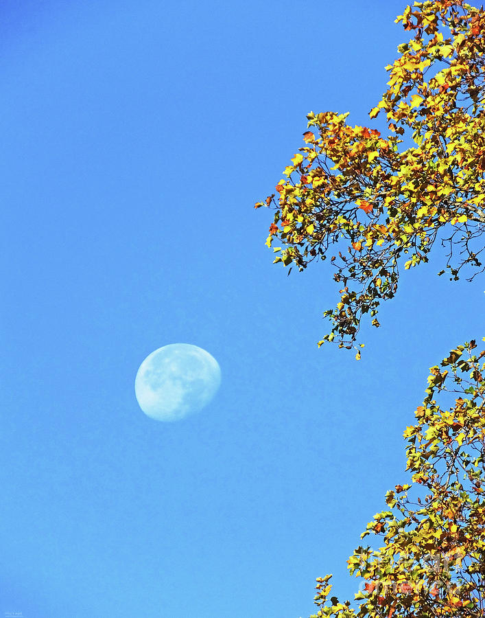 Tanglewood Moon Photograph by Lizi Beard-Ward