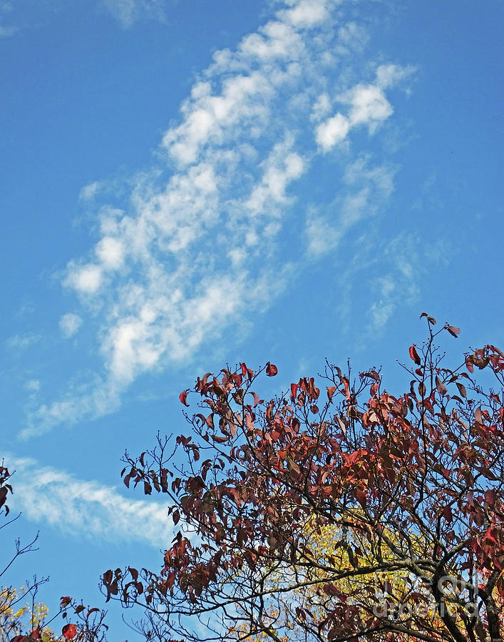 Tanglewood Sky 2 Photograph by Lizi Beard-Ward