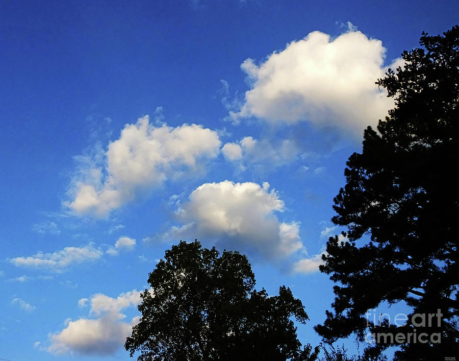 Tanglewood Sky Dekalb County GA Photograph by Lizi Beard-Ward