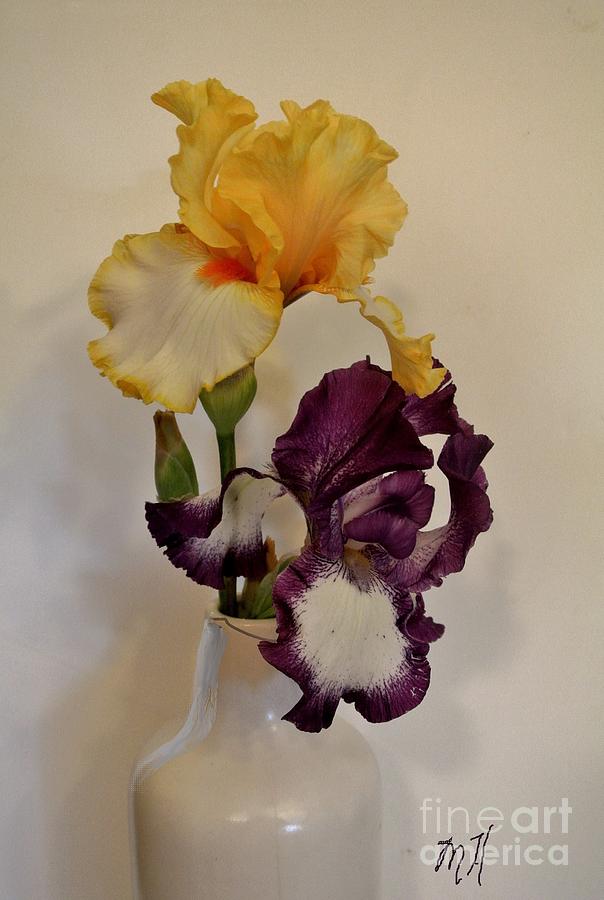 Tango Irises Photograph by Marsha Heiken