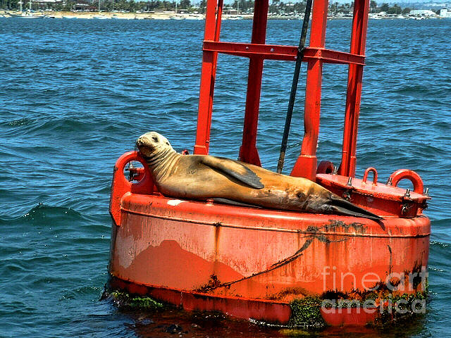Tanning Sea Lion on Buoy Photograph by Mariola Bitner