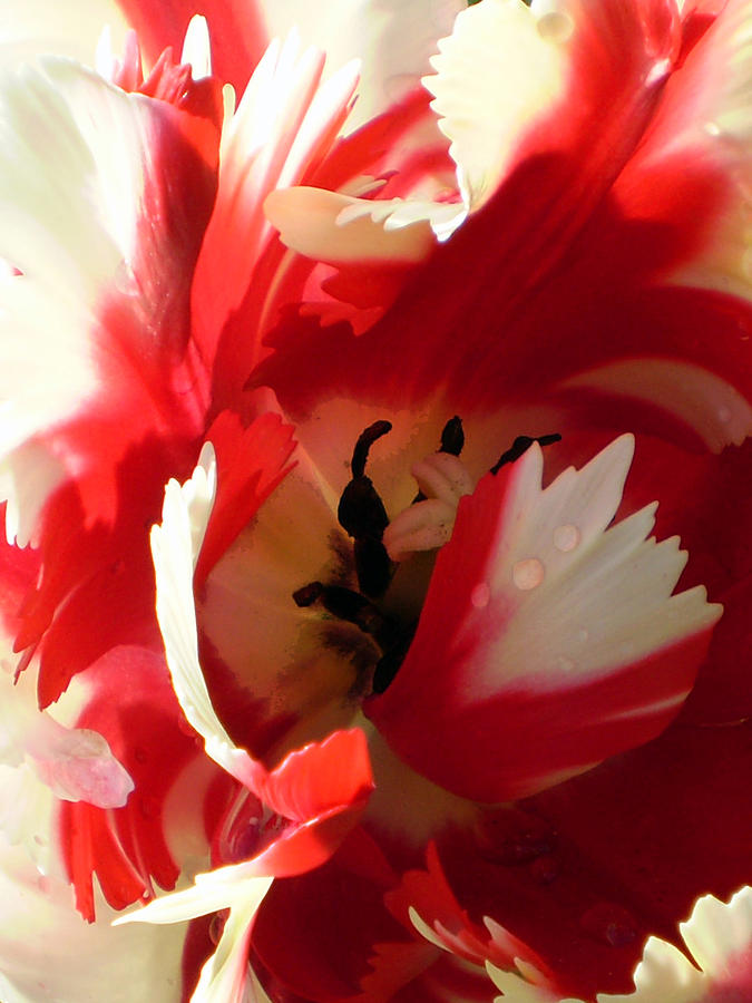 Tantalizing Tulip Photograph by Sandy Fisher