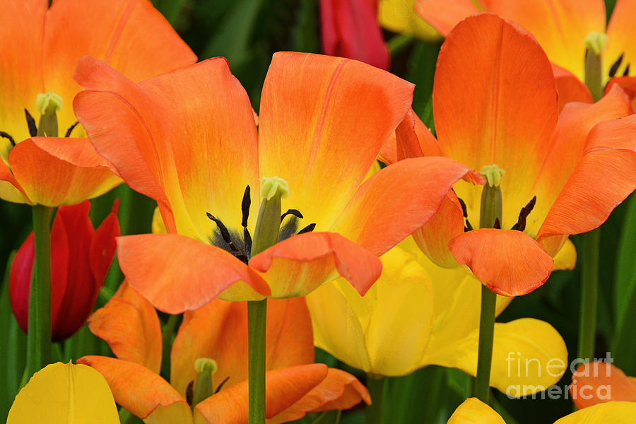 Tulip Photograph - Tantalizing Tulips by Regina Geoghan