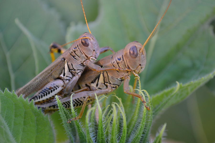 Nature Photograph - Tantric Grasshoppers by Jasmins Treasures
