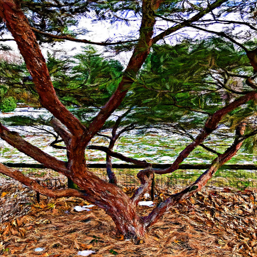 Tree Digital Art - Tanyosho Pine Tree Essence by Pamela Storch