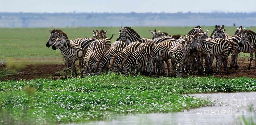 Animal Photograph - Tanzania_12-15 by Craig Lovell