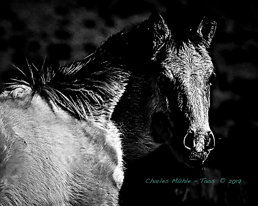 Taos Pony In B-w Photograph