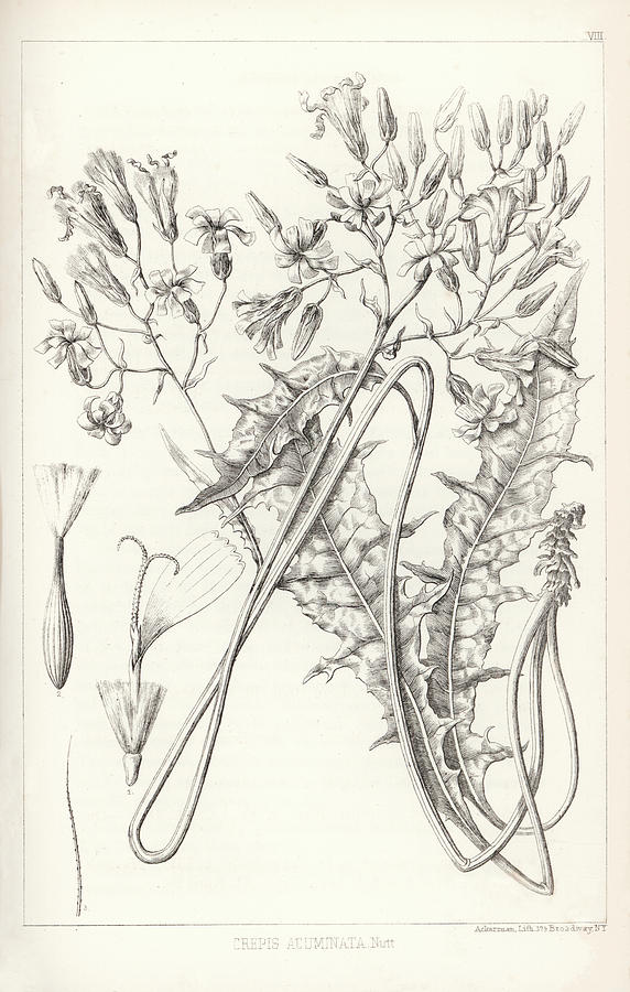 Taper tip Hawksbeard, Crepis acuminate Drawing by Antoine Sonrel