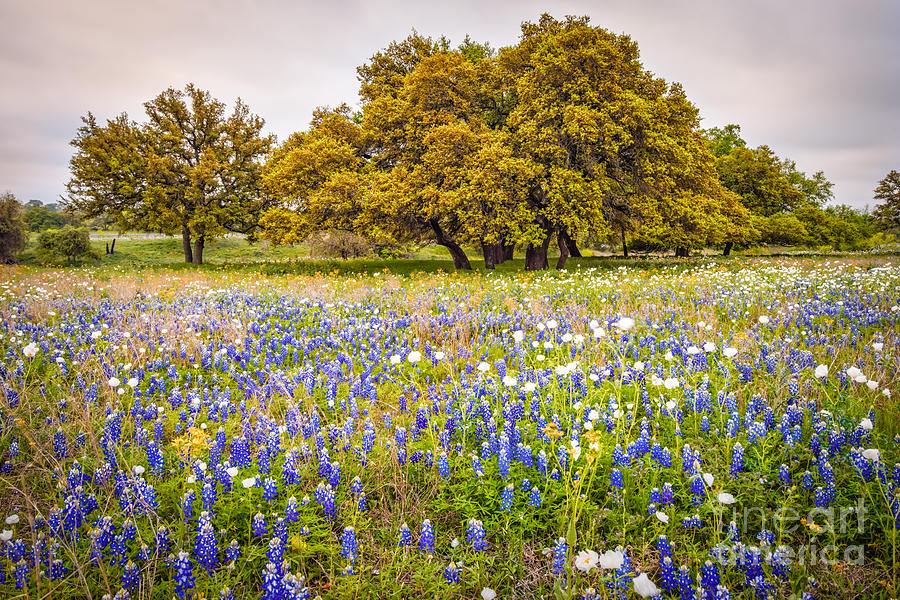 Spring Photograph - Tapestry of Wildflowers at Willow City Loop - Texas Hill Country by Silvio Ligutti