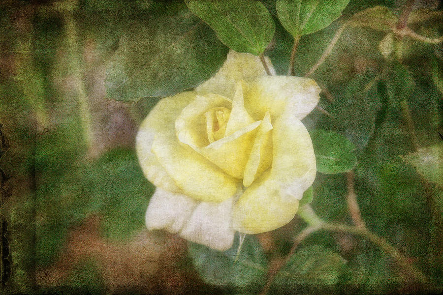 Tapestry Rose Photograph by Joan Bertucci