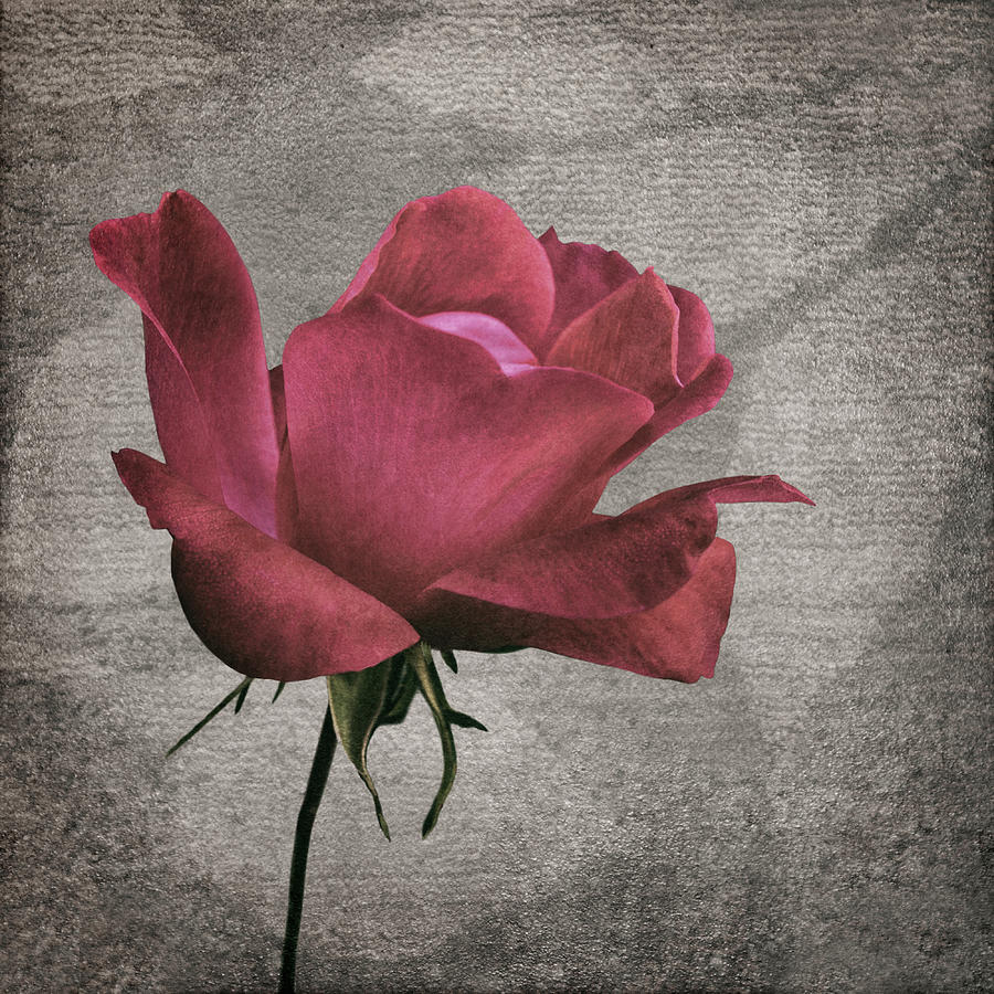 Tapestry - Rose Photograph by Nikolyn McDonald