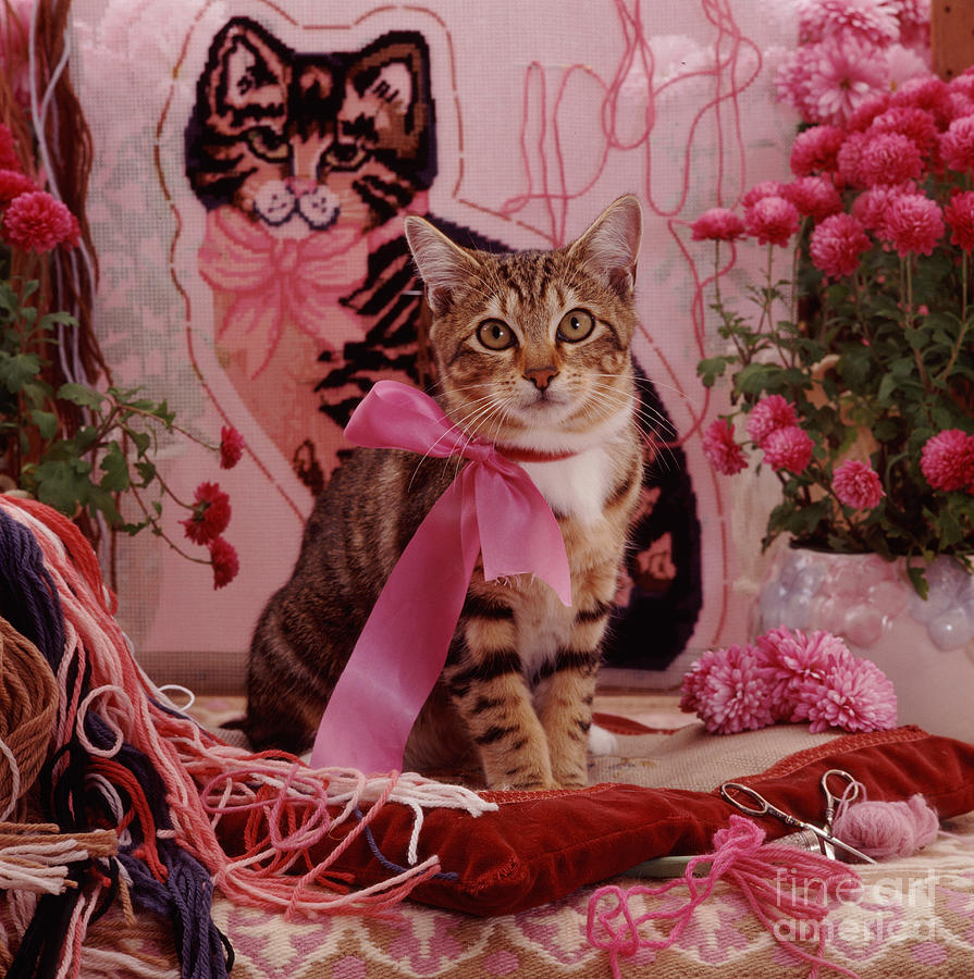 Tapestry Tabby Photograph by Warren Photographic