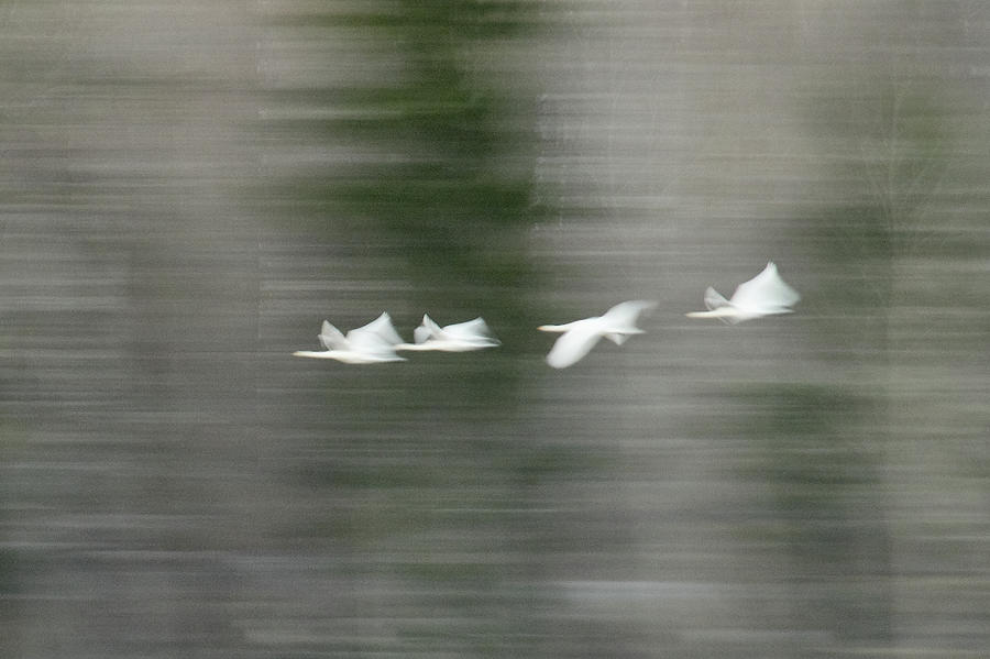 Tapestry. Whooper Swan Photograph