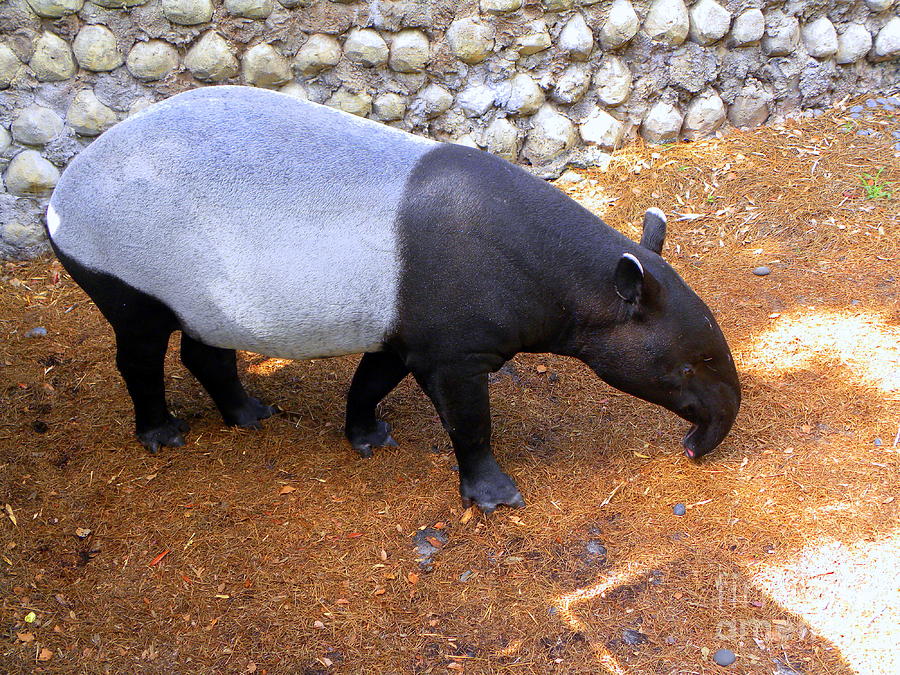 Tapir Photograph by Terri Mills