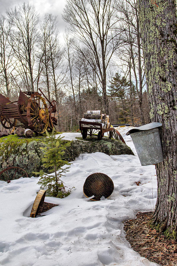 Tapping A Maple Sugar Tree Photograph by Betty Pauwels