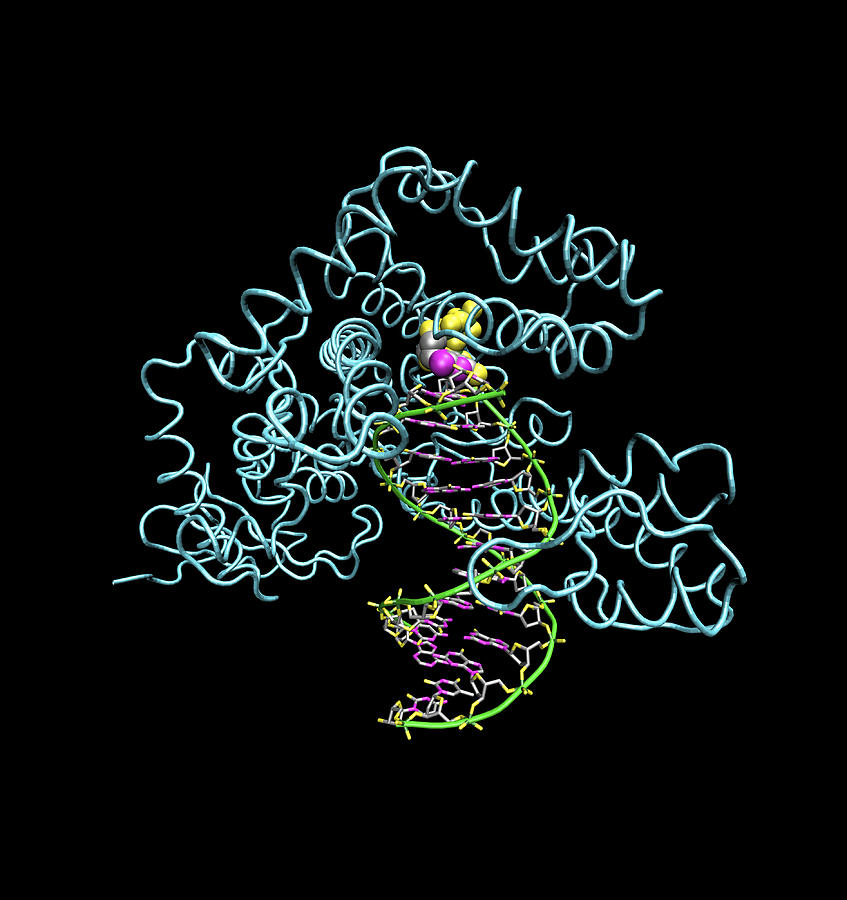 Taq Polymerase Replicating Dna Photograph By Dr Tim Evans Pixels 5536