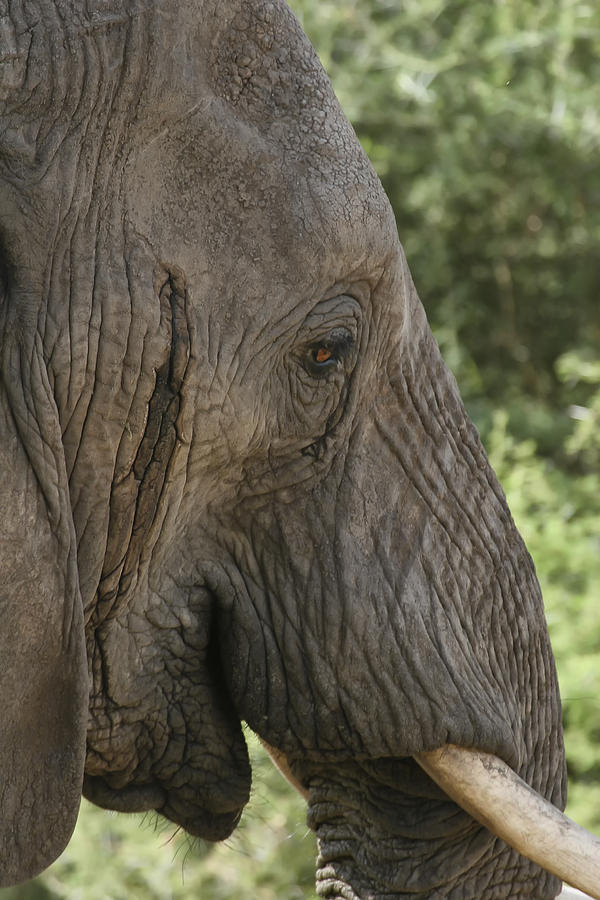Tarangire Bull Elephant Photograph by Gary Hall