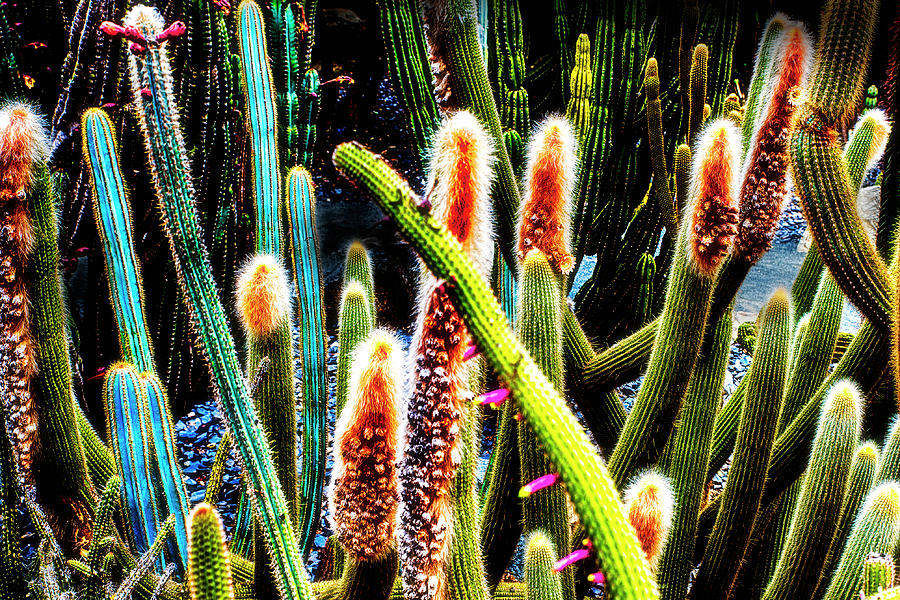 Tarantula Cactus Photograph by Joseph Hollingsworth