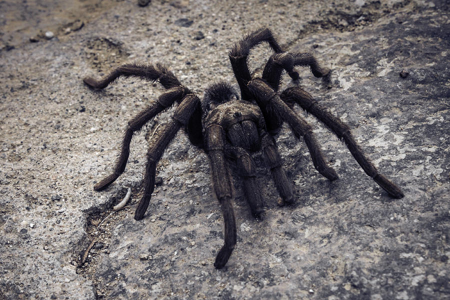 Spider Photograph - Tarantula by Donna Miller